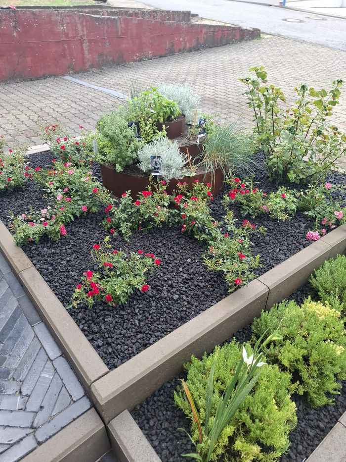 Beet mit Rosen und Kräuterspirale aus Cortenstahl auf schwarzem Lavakies