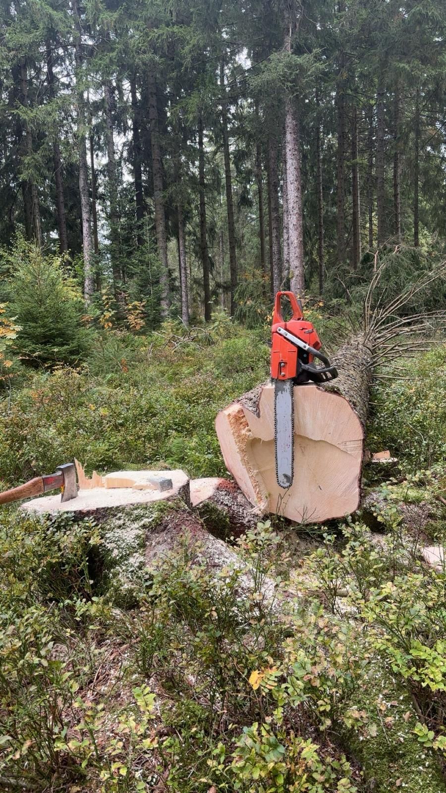 Motorsäge auf einem frisch gefällten Fichtenstamm im Wald, daneben ein Beil im Baumstumpf